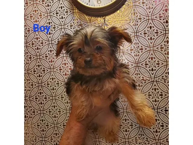 1 male and 1 female Yorkshire Terrier puppies - 10/10