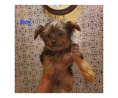 1 male and 1 female Yorkshire Terrier puppies - 10