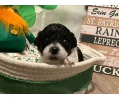 Beautiful F1 Maltipoo puppies for sale - 6