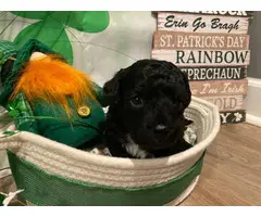 Beautiful F1 Maltipoo puppies for sale - 7
