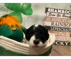 Beautiful F1 Maltipoo puppies for sale - 10