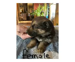 4 Purebred German Shepherd puppies for sale