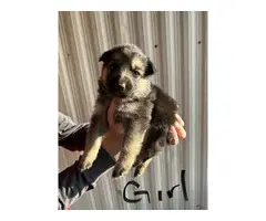4 Purebred German Shepherd puppies for sale - 6