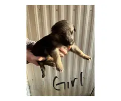 4 Purebred German Shepherd puppies for sale - 7