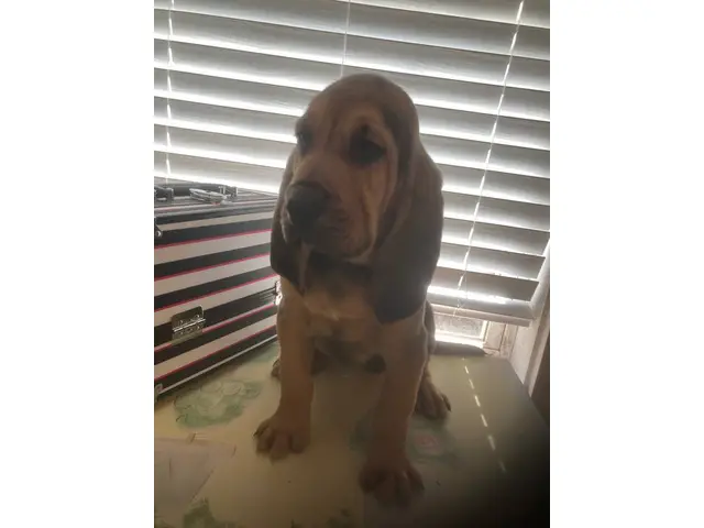 High quality Bloodhound puppies for sale - 2/10