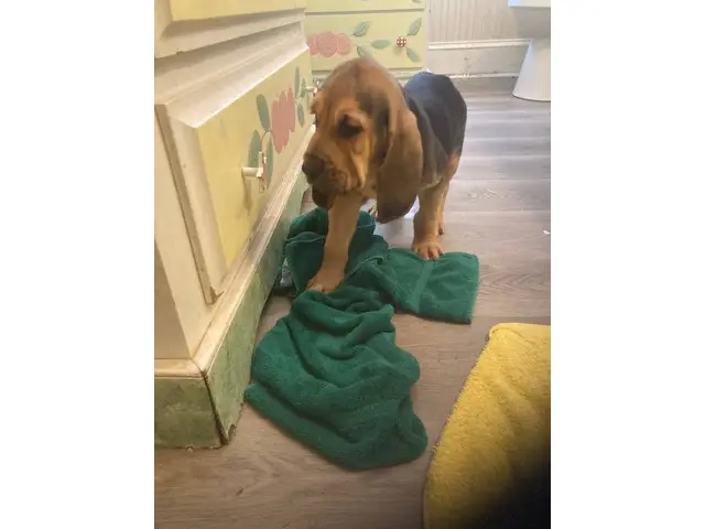 High quality Bloodhound puppies for sale - 3/10