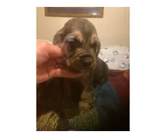 High quality Bloodhound puppies for sale - 4