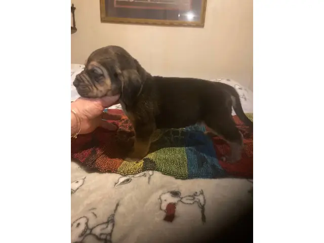 High quality Bloodhound puppies for sale - 5/10