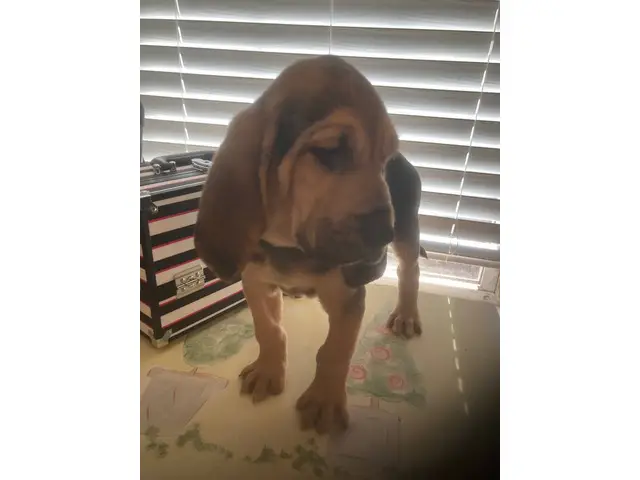 High quality Bloodhound puppies for sale - 7/10