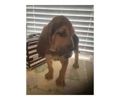 High quality Bloodhound puppies for sale - 7