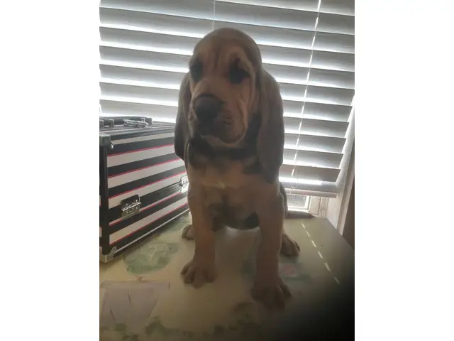 High quality Bloodhound puppies for sale - 8/10