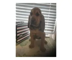 High quality Bloodhound puppies for sale - 8