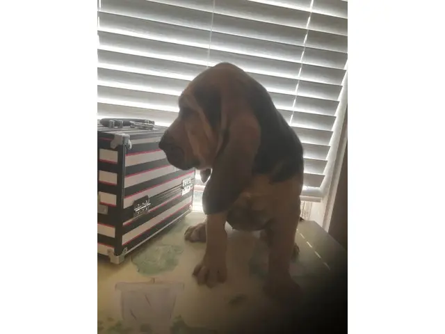 High quality Bloodhound puppies for sale - 9/10