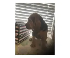 High quality Bloodhound puppies for sale - 9