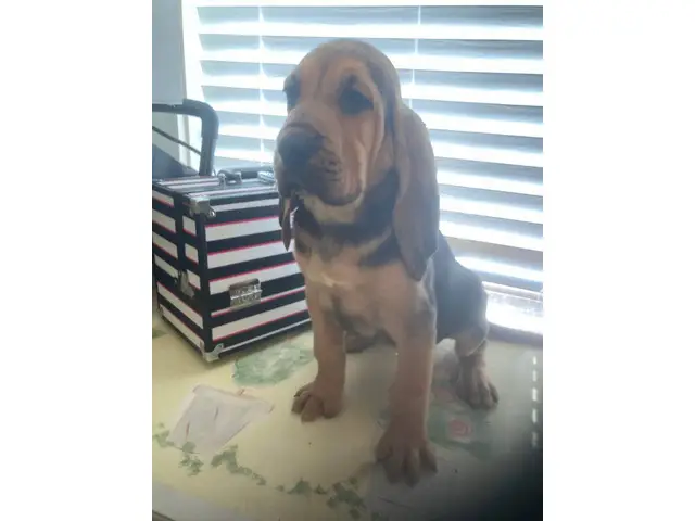 High quality Bloodhound puppies for sale - 10/10