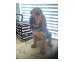 High quality Bloodhound puppies for sale - 10