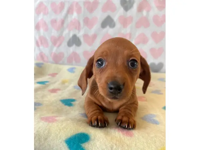 4 Cute Light Brown Daschund Puppies - 2/7