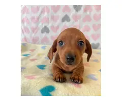 4 Cute Light Brown Daschund Puppies - 2