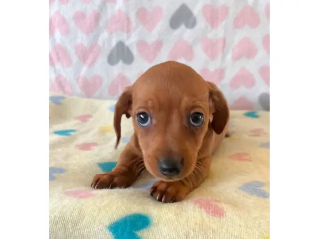 4 Cute Light Brown Daschund Puppies - 3/7