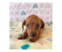 4 Cute Light Brown Daschund Puppies - 3