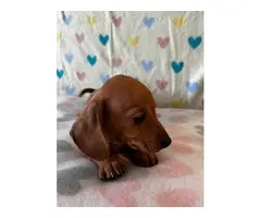 4 Cute Light Brown Daschund Puppies - 4