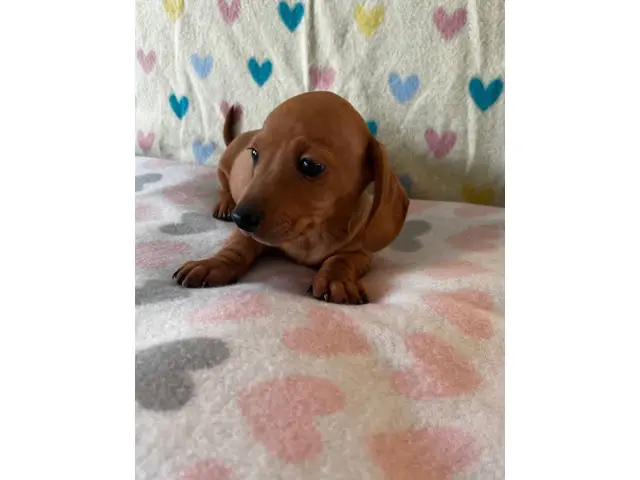 4 Cute Light Brown Daschund Puppies - 5/7