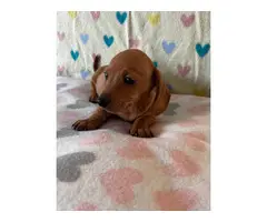 4 Cute Light Brown Daschund Puppies - 5