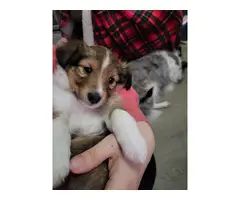 Sable and tricolor Shetland sheepdog puppies for sale - 2