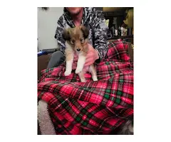 Sable and tricolor Shetland sheepdog puppies for sale - 3