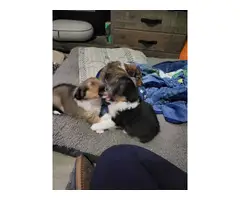 Sable and tricolor Shetland sheepdog puppies for sale - 5