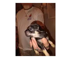 Chihuahua Pug Puppies looking for a loving home - 3