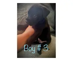 4 Blue Pit Rottweiler Mix Puppies - 2