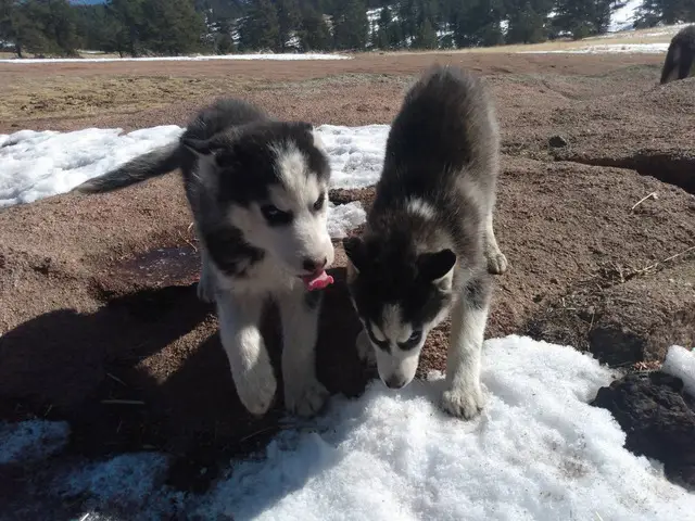 2 Male and 1 Male Siberian Huskies - 1/4