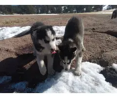 2 Male and 1 Male Siberian Huskies