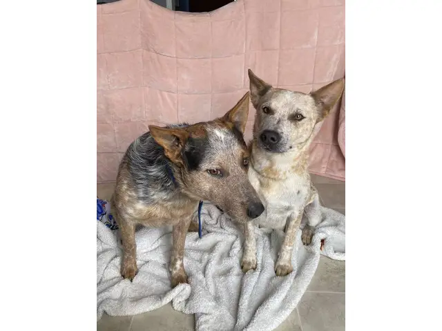 7 Pure bred Australian Cattle Dog puppies for Sale - 1/9