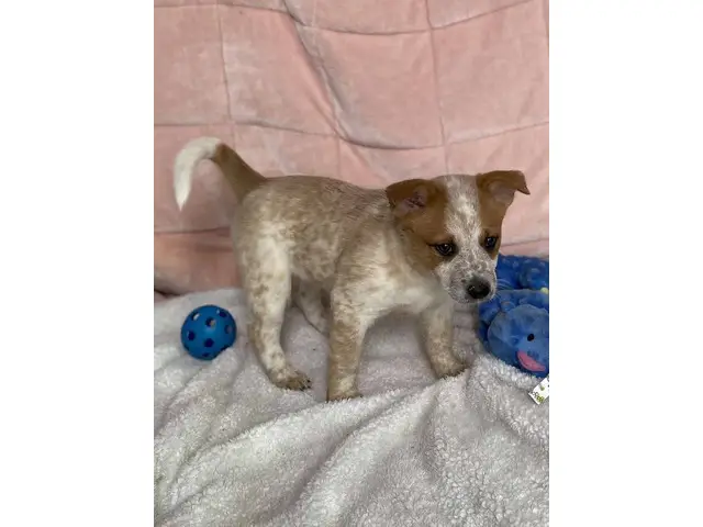 7 Pure bred Australian Cattle Dog puppies for Sale - 2/9