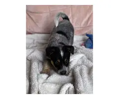 7 Pure bred Australian Cattle Dog puppies for Sale - 3