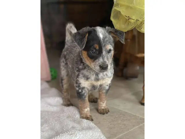 7 Pure bred Australian Cattle Dog puppies for Sale - 4/9