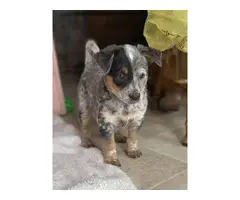 7 Pure bred Australian Cattle Dog puppies for Sale - 4