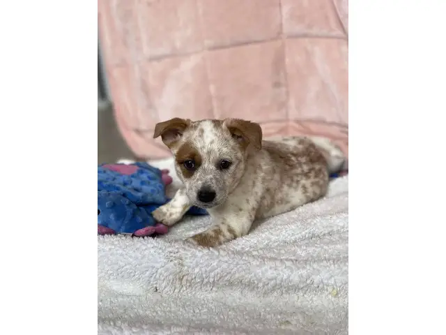 7 Pure bred Australian Cattle Dog puppies for Sale - 6/9