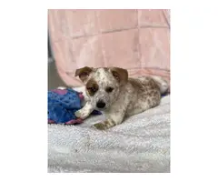 7 Pure bred Australian Cattle Dog puppies for Sale - 6