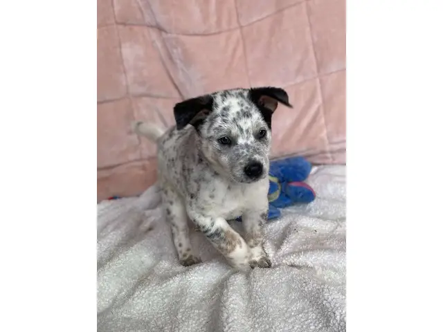 7 Pure bred Australian Cattle Dog puppies for Sale - 7/9