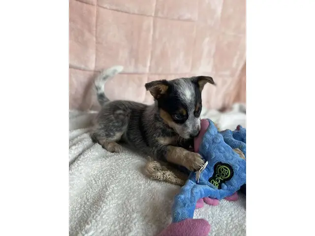 7 Pure bred Australian Cattle Dog puppies for Sale - 8/9