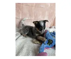 7 Pure bred Australian Cattle Dog puppies for Sale - 8