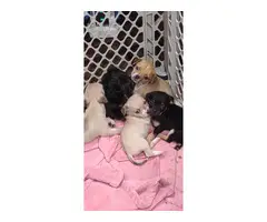 4 Male & 1 female Chihuahua Pug Mix puppies - 4