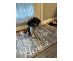 Purebred AKC Male ShihTzu Puppy for Sale