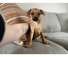 6 Chiweenie puppies looking for their fur-ever homes