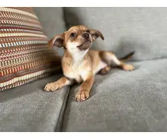 6 Chiweenie puppies looking for their fur-ever homes - 2