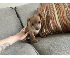 6 Chiweenie puppies looking for their fur-ever homes - 3