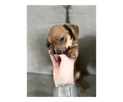 6 Chiweenie puppies looking for their fur-ever homes - 4